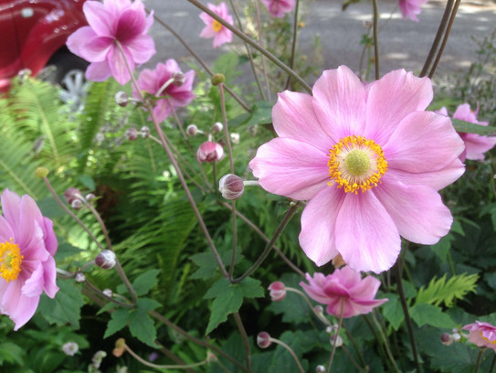 Rosa Blumen Rosa Blumen vor einer Straße